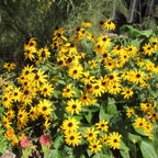 Dye plants black eyed susans