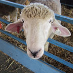 Sheep face