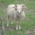 Sheep with horns