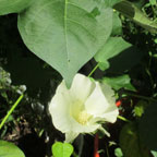 Cotton flower