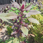 Dye garden red amaranth